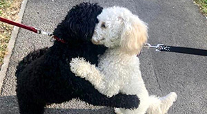 These Dogs Met While On A Walk. Turns Out They’re From The Same Litter