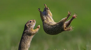 The Hilarious Winners Of This Year’s Comedy Wildlife Photography Awards